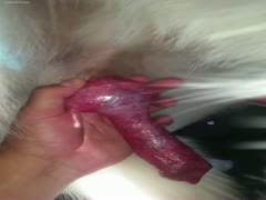 The lustful owner is jerking the puppy.